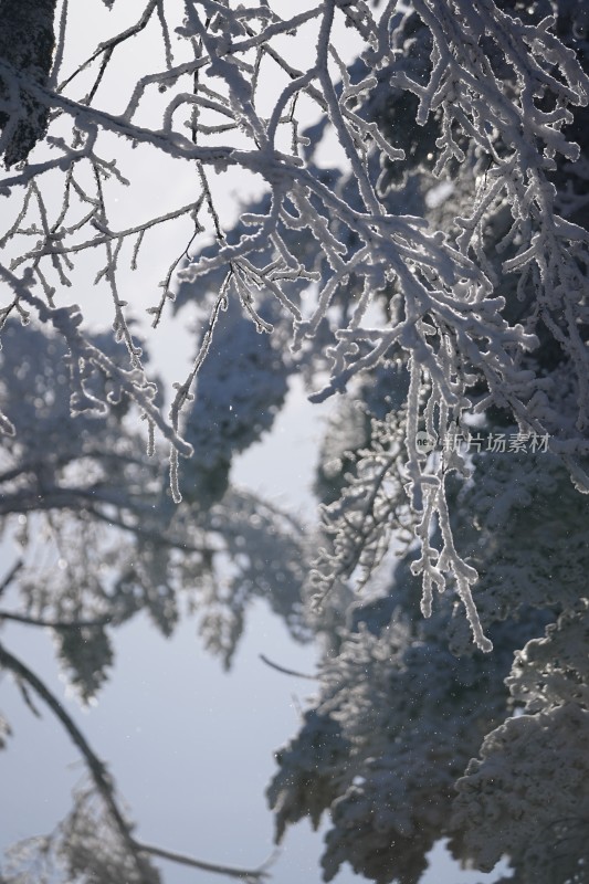 四川眉山瓦屋山景区冬日树枝上的冰雪