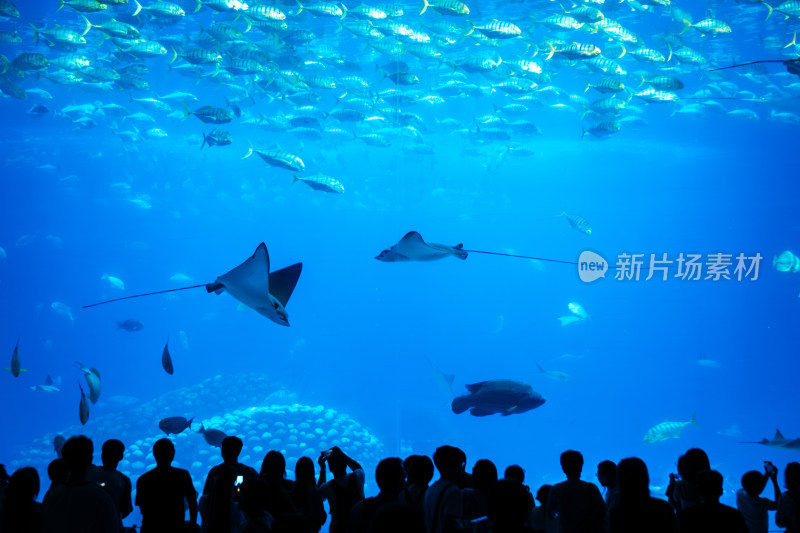 广东珠海长隆海洋王国鲸鲨馆的海洋生物