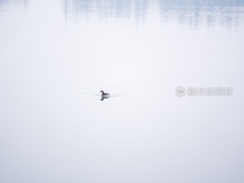 杭州西湖茅家埠江南水乡风景