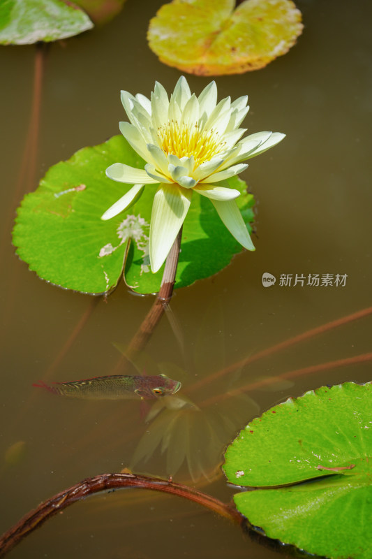 湖中盛开的睡莲