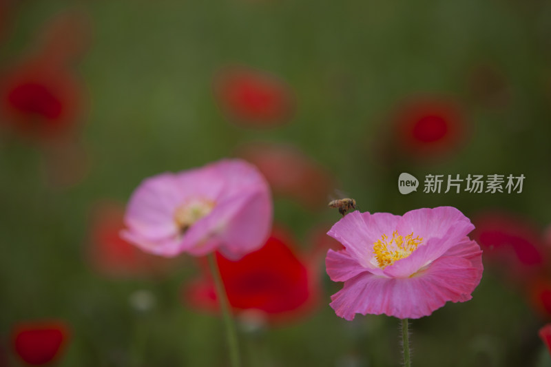 虞美人秋英花 花海 蜜蜂