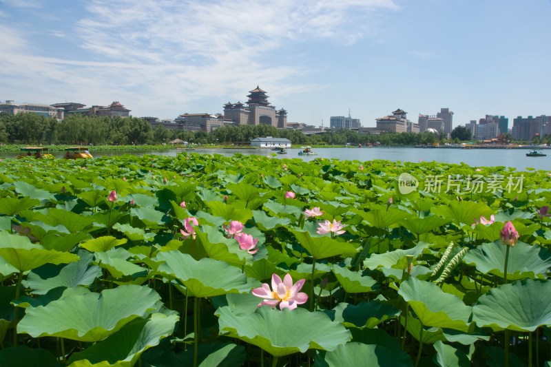 北京西客站莲花池公园内的荷花塘荷花