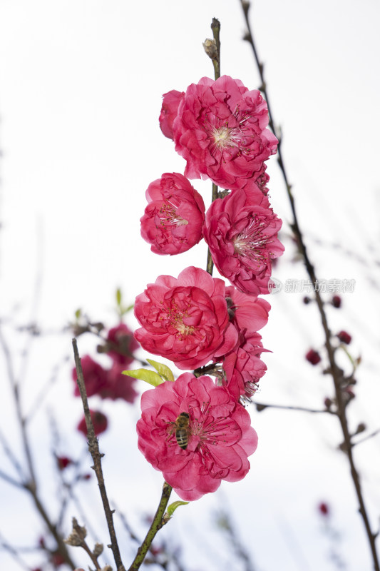 枝头绽放的红色碧桃花与采蜜蜜蜂