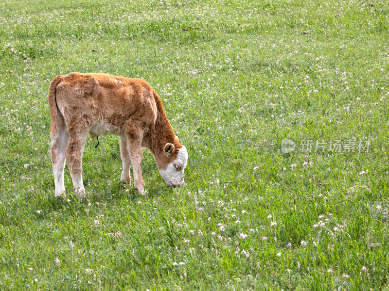 夏天新疆伊犁，大草原中一头正在吃草的小牛