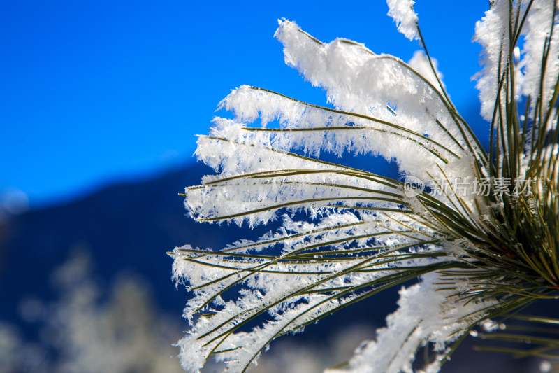 中国西藏地区冬季雾凇及雪绒花