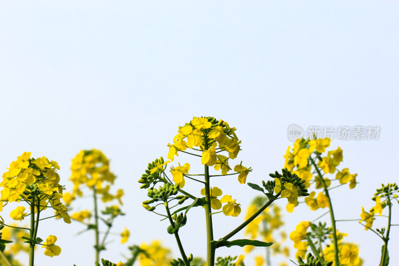 蓝色自然背景中的油菜花