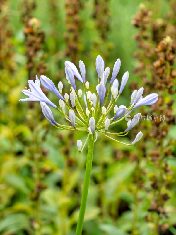 百子莲紫君子兰蓝花君子兰开花特写