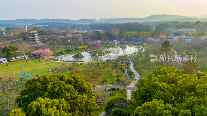 武汉东湖樱花园的早樱景色