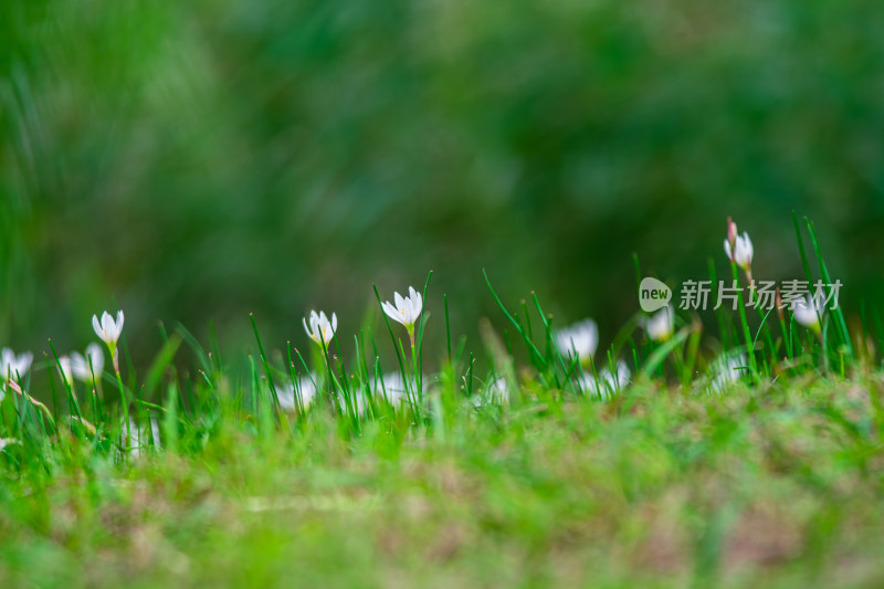 嫩绿草坪上的白色小花