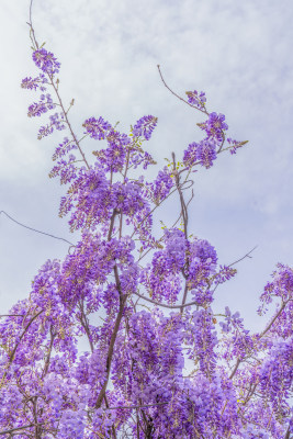 唯美紫藤萝花盛开