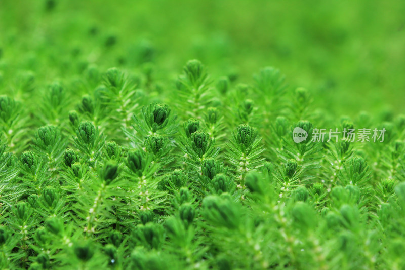 狐尾藻水草水生植物绿色背景