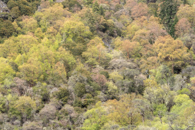 四川阿坝四姑娘山双桥沟景区的山区植被