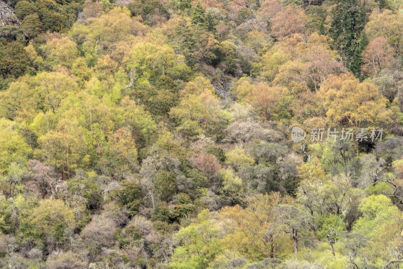 四川阿坝四姑娘山双桥沟景区的山区植被