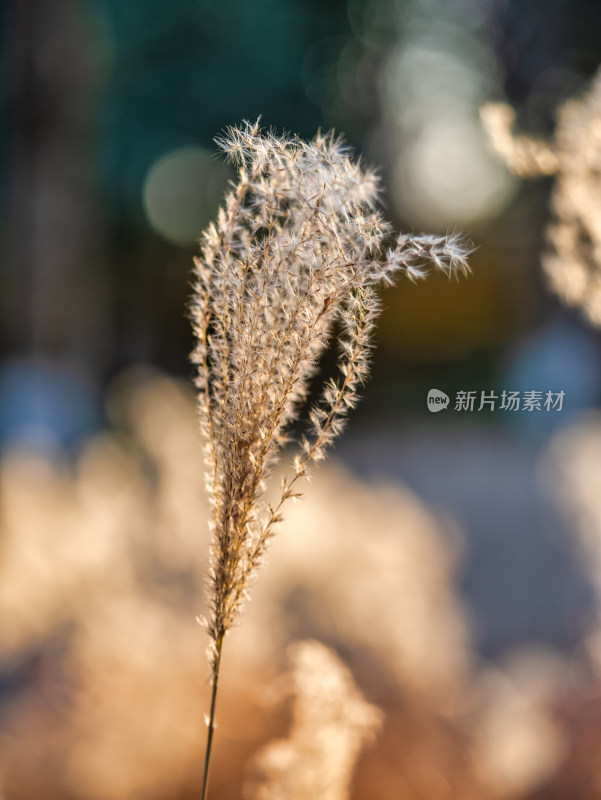 秋冬季节的芦苇特写