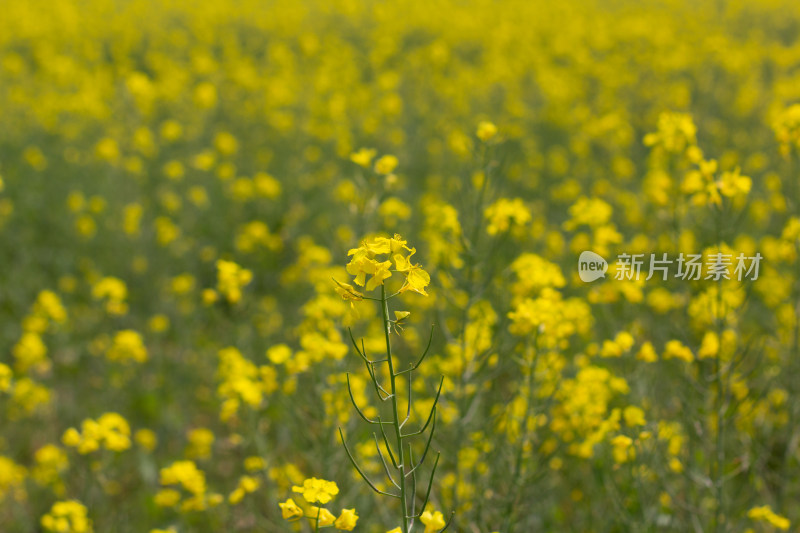 美丽的黄色油菜花田近景特写