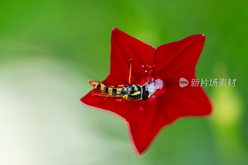 茑萝上的黄蜂微距特写