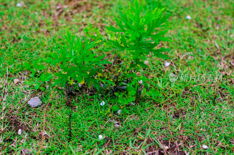 野地里的两株野草特写