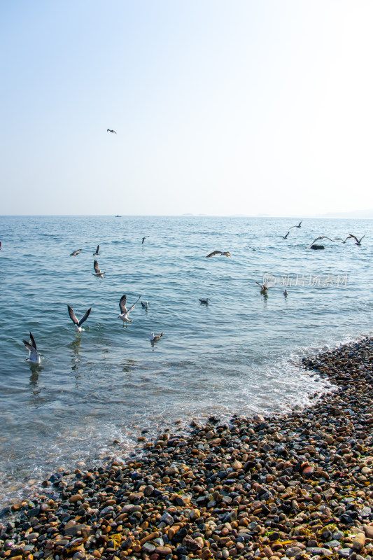 海边鹅卵石海滩上海鸥飞翔