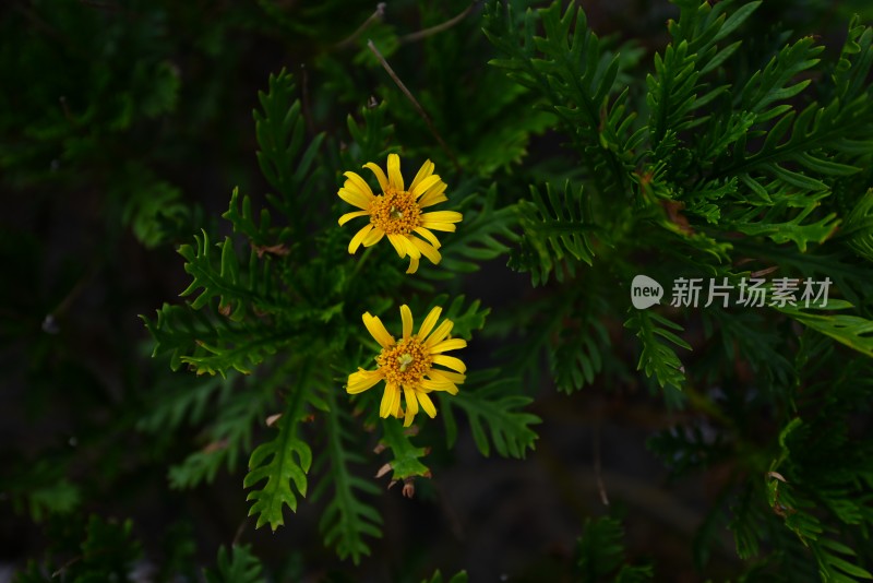 上海街道植物花卉绿色