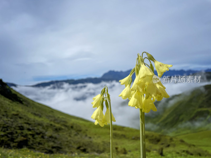 高原上的报春花