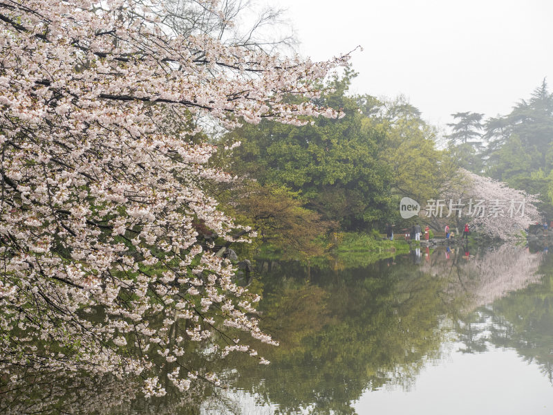 杭州西湖花港观鱼风景