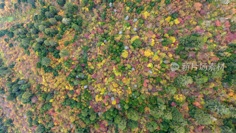 阿坝州黄龙风景名胜区秋色