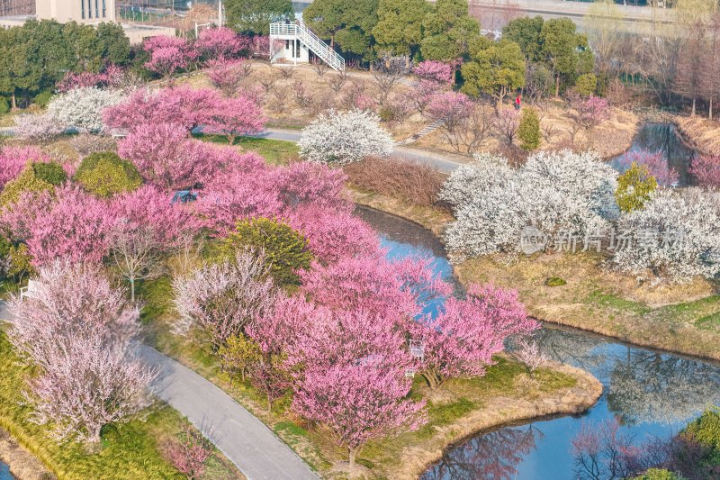 花开海上梅花节