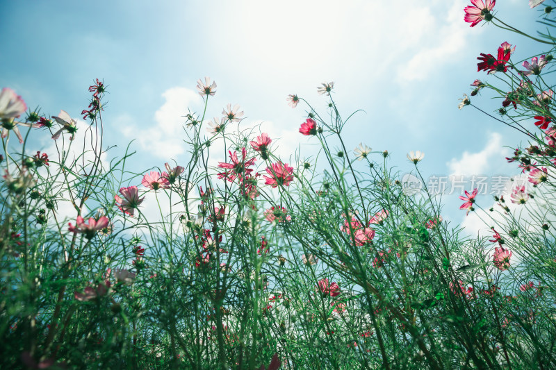 夏日格桑花