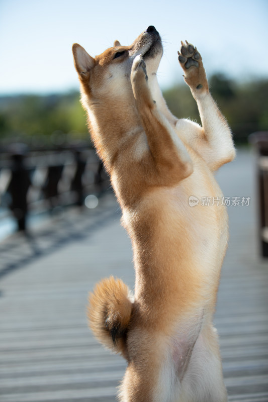 栈道上一只会拜拜的柴犬