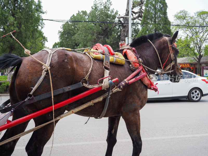 街头拉车的棕色马匹