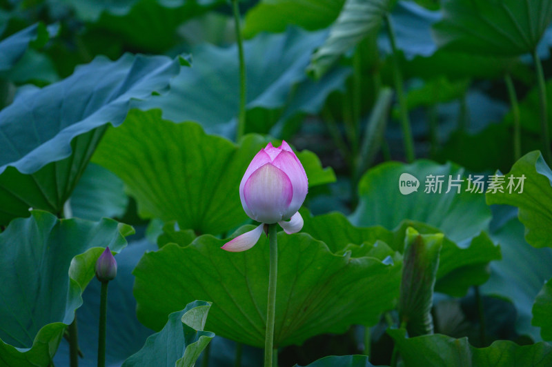 夏季荷塘荷花莲蓬荷叶特写