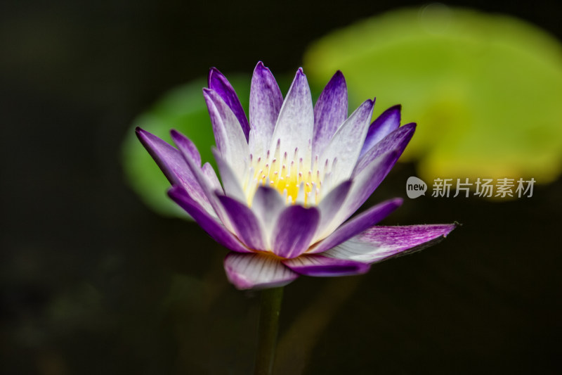 莲花，荷花，夏日荷花，夏荷