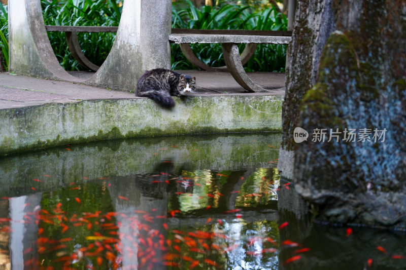 小猫特写