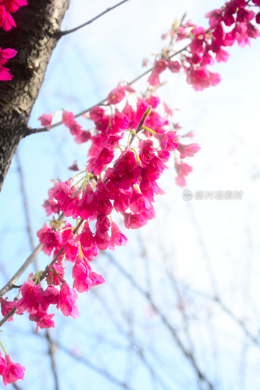 枝头绽放的艳丽粉色花朵