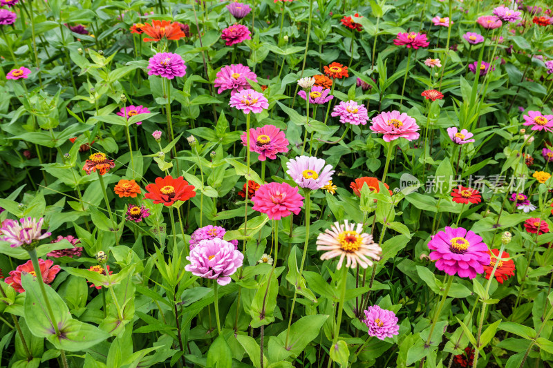 盛开的格桑花、百日草、非洲菊