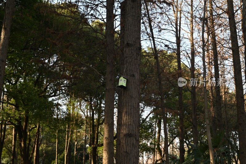 林荫小道绿植景观