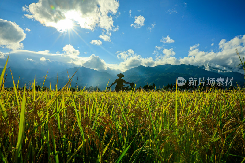 阳光下的稻田稻穗特写