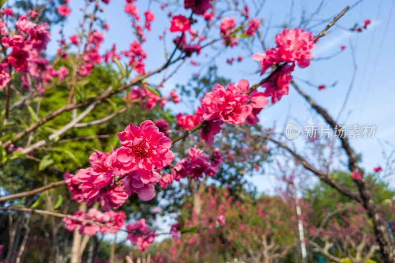 盛开的粉色桃花特写