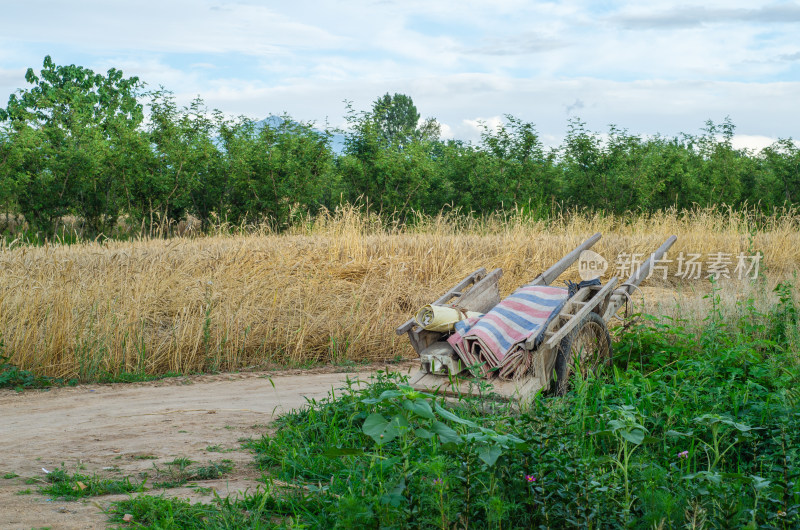 陕西渭南，芒种时节的麦田停在田间的架子车