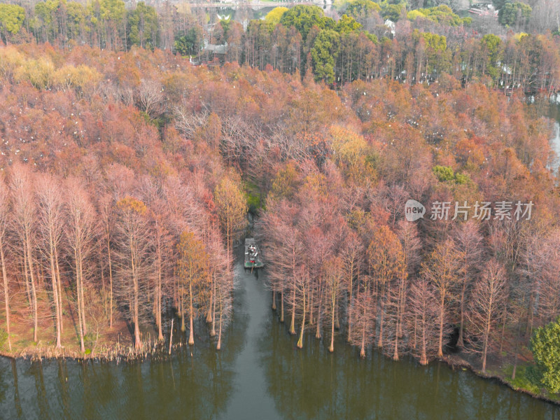 航拍苏州常熟尚湖风景区水杉林与竹筏