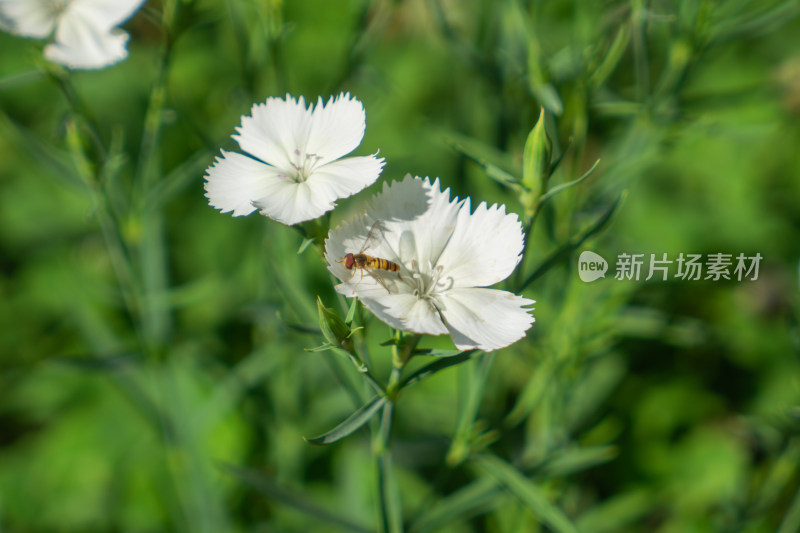 白色石竹花上的蜂蝇蜜蜂