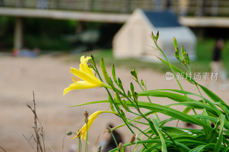 青岛太平角海滩边一朵黄花菜