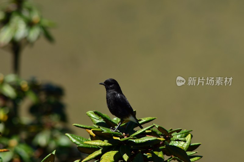 树梢上的鸟