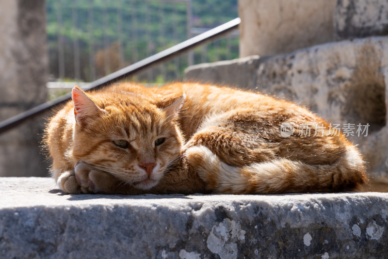 慵懒的猫