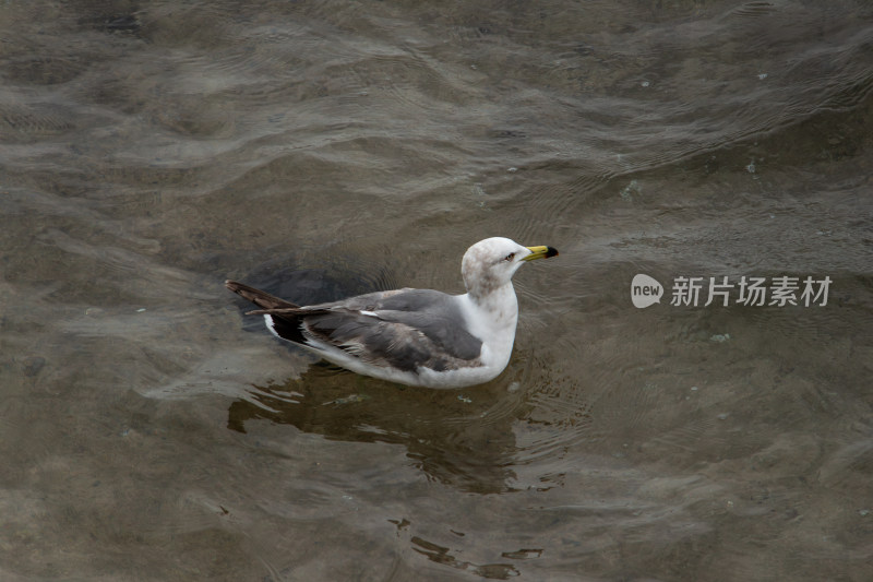 水波荡漾的海面上的海鸥