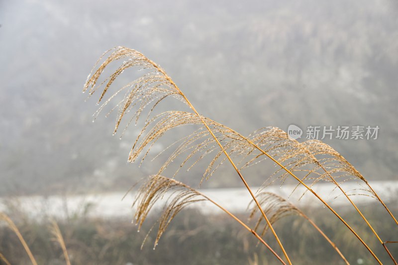 重庆酉阳：月亮村的云端仙境