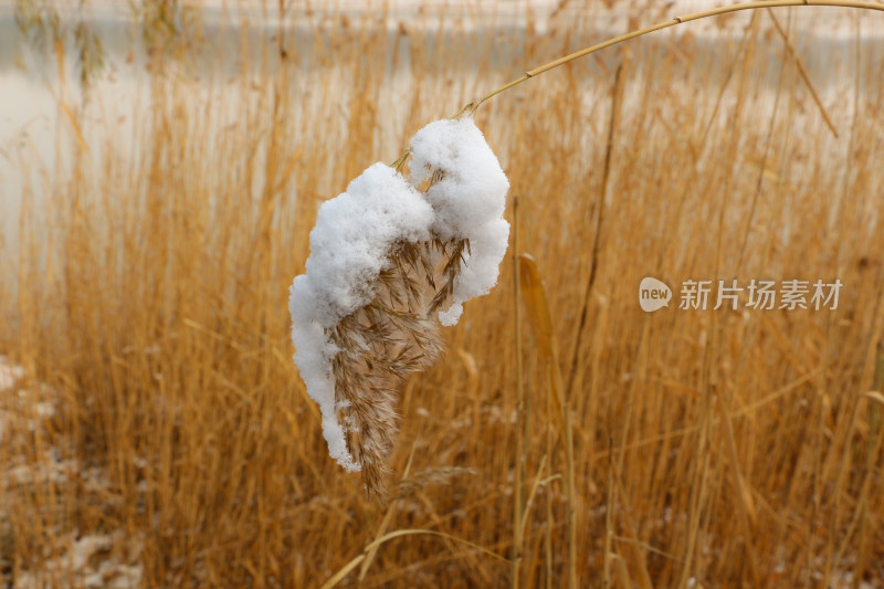 积满了雪的芦苇