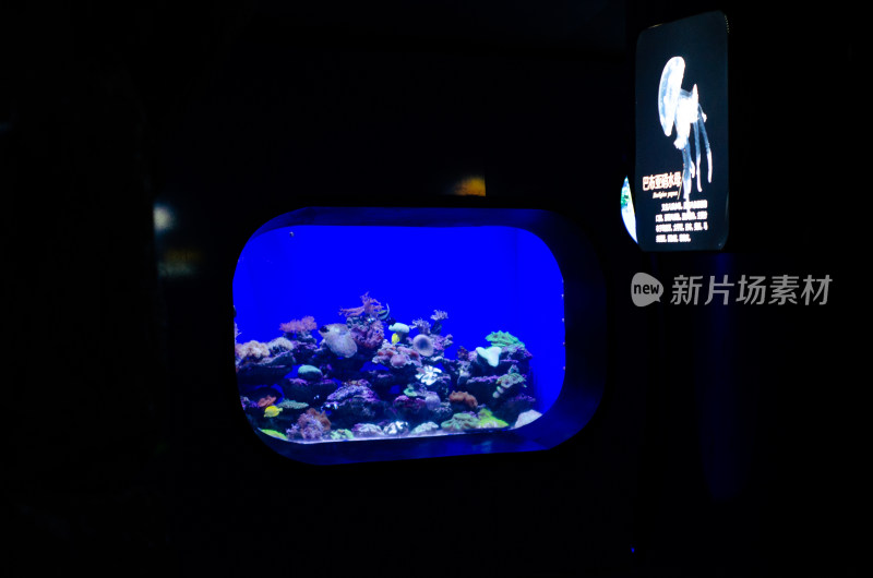 水族箱中的生态系统，珊瑚和各种鱼类