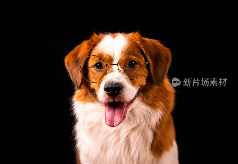 一只在拍肖像写真的牧羊犬宠物狗