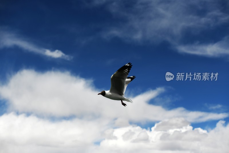 蓝天中飞翔的海鸥